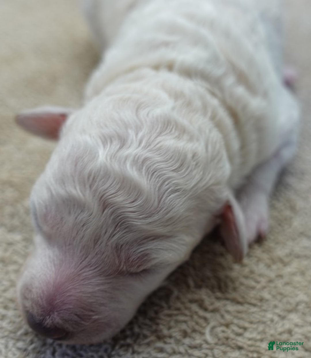 Toy Poodle dogs for sale: Zilla - Ad 10