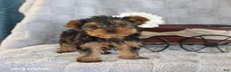 Yorkshire Terrier dogs for sale: Cocoa Teacup - Ad 2