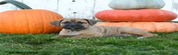 Cane Corso dogs for sale: Athena - Ad 4