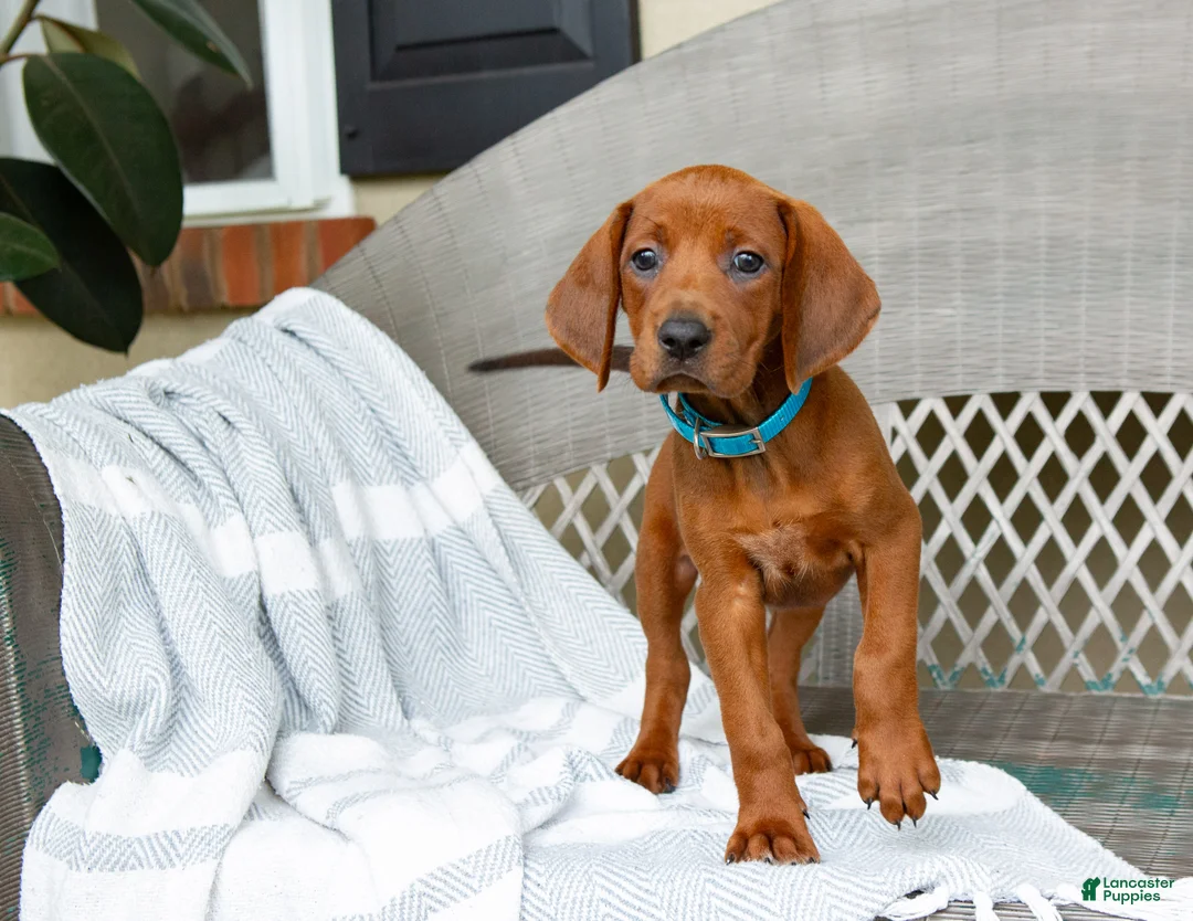 Redbone Coonhound dogs for sale: Birch - Ad 2