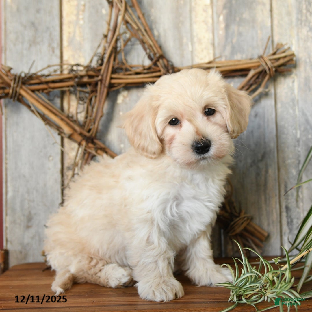 Maltipoo dogs for sale: Pumpkin - Ad 2