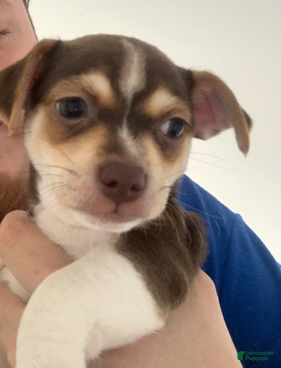 Chihuahua dogs for sale: Chihuahua Puppy 1 - Ad 1