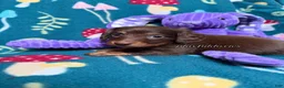 Miniature Dachshund dogs for sale: Georgie  - Ad 8