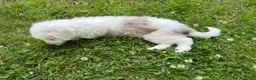 Mixed Breed dogs for sale: Mixed Breed 2 - Ad 5
