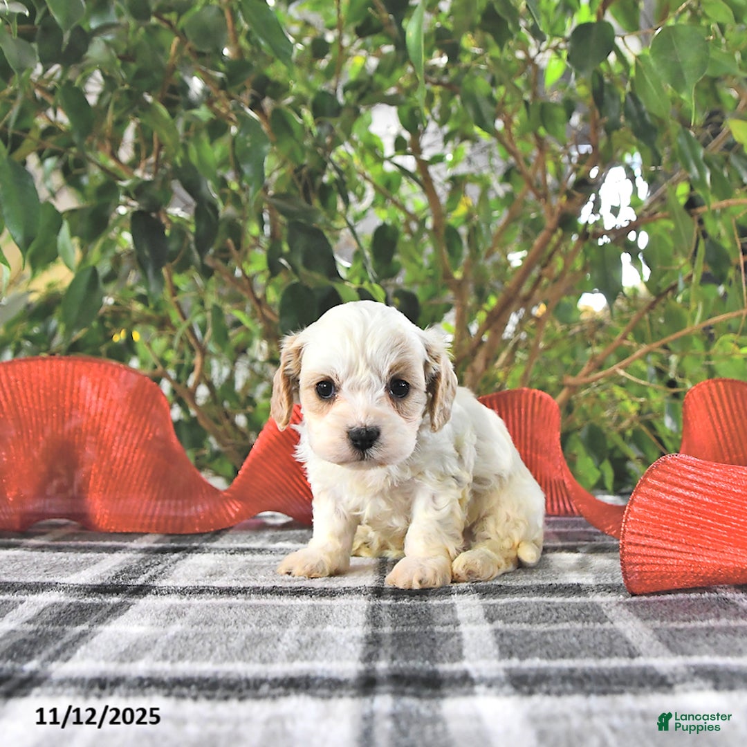 Cavapoo dogs for sale: Gracie - Ad 9