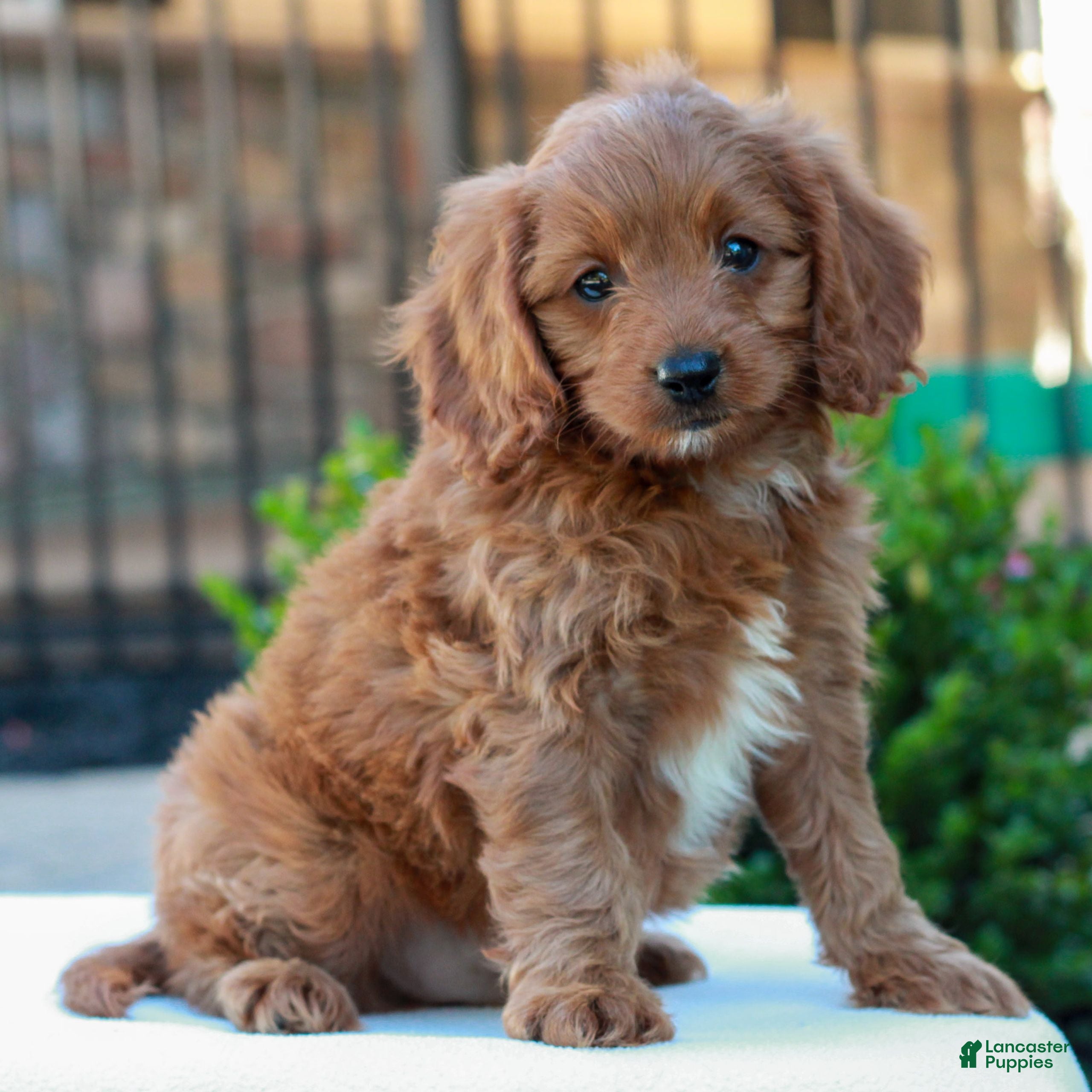 Cavapoo dogs Owen  - Ad 2