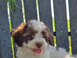 Shihpoo dogs - Ad 16