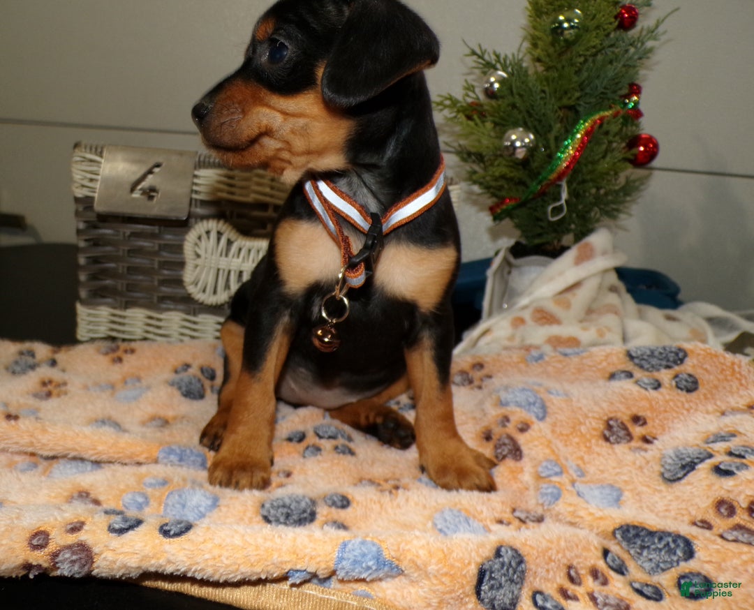 Miniature Pinscher dogs for sale: Miniature Pinscher Puppy 4 Tootsie - Ad 3