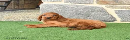 Irish Setter dogs for sale: Conner - Ad 4