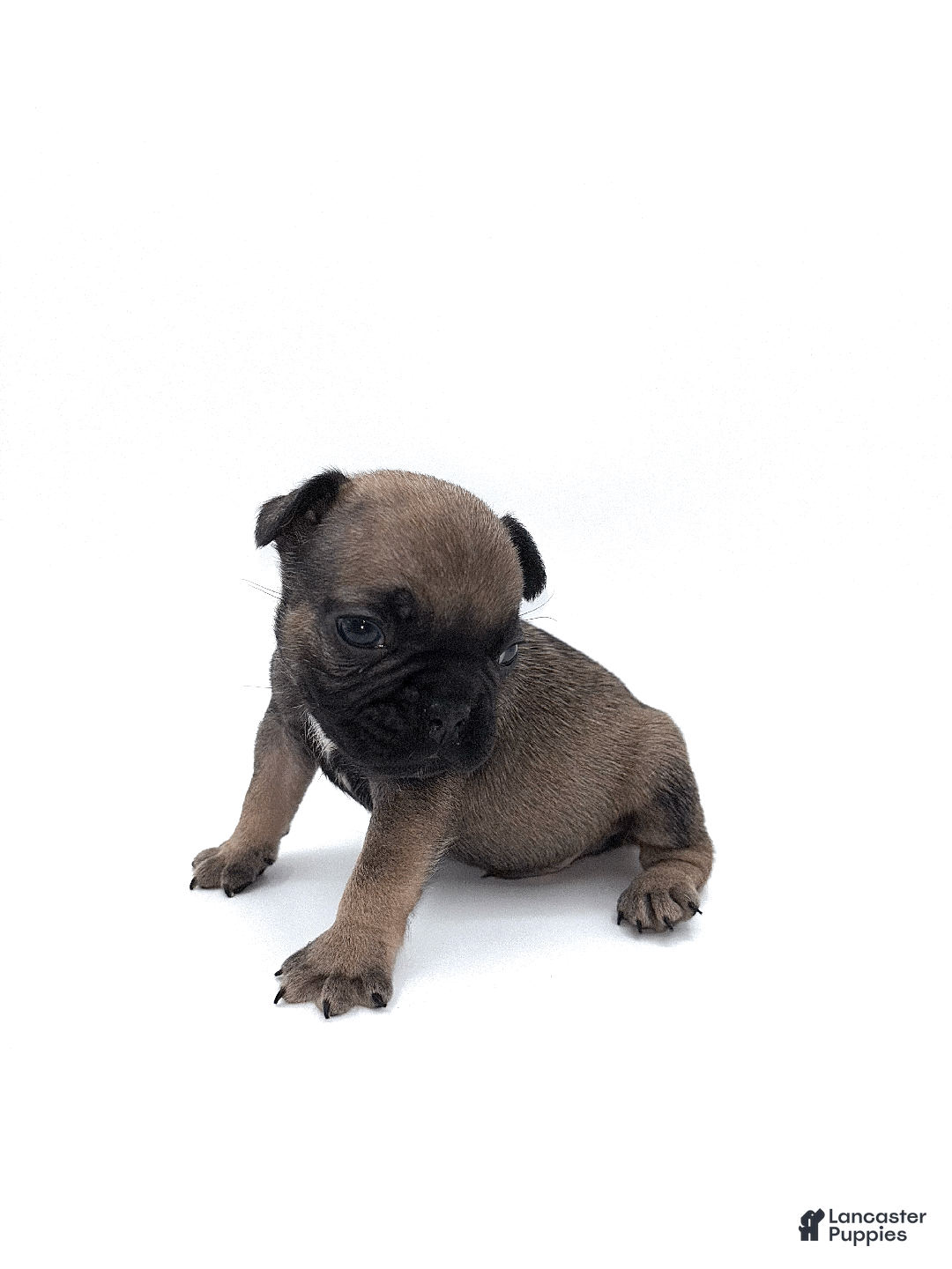 French Bulldog dogs for sale: French Bulldog Puppy 1 - Ad 3