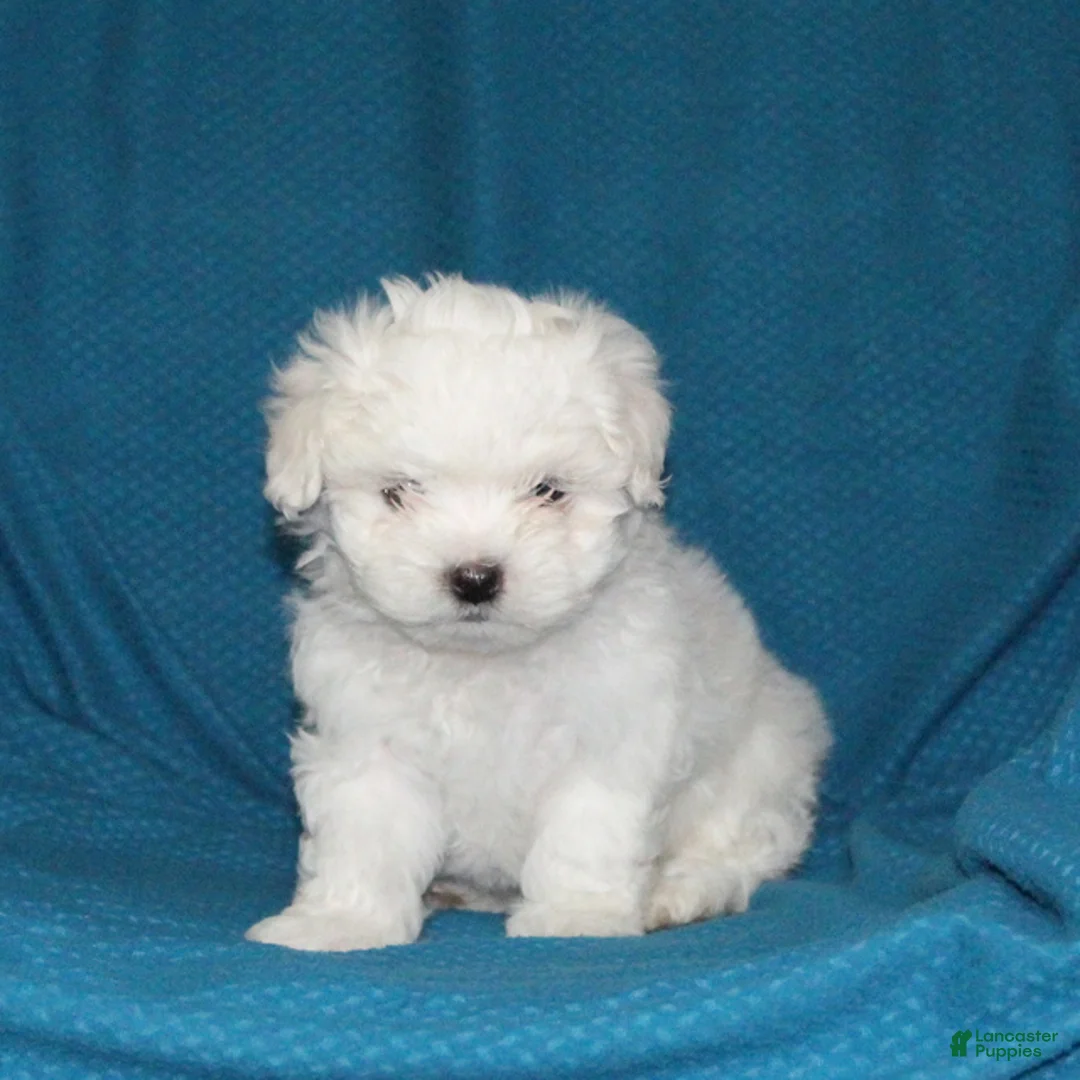 Malshi dogs for sale: Charlie - Ad 1