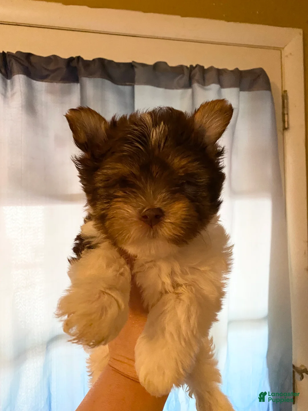 Biewer Terrier dogs for sale: Biewer Terrier Puppy 1 - Ad 1