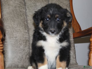 Australian Shepherd dogs Tootsie - Ad 18