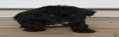 Black Male white chest