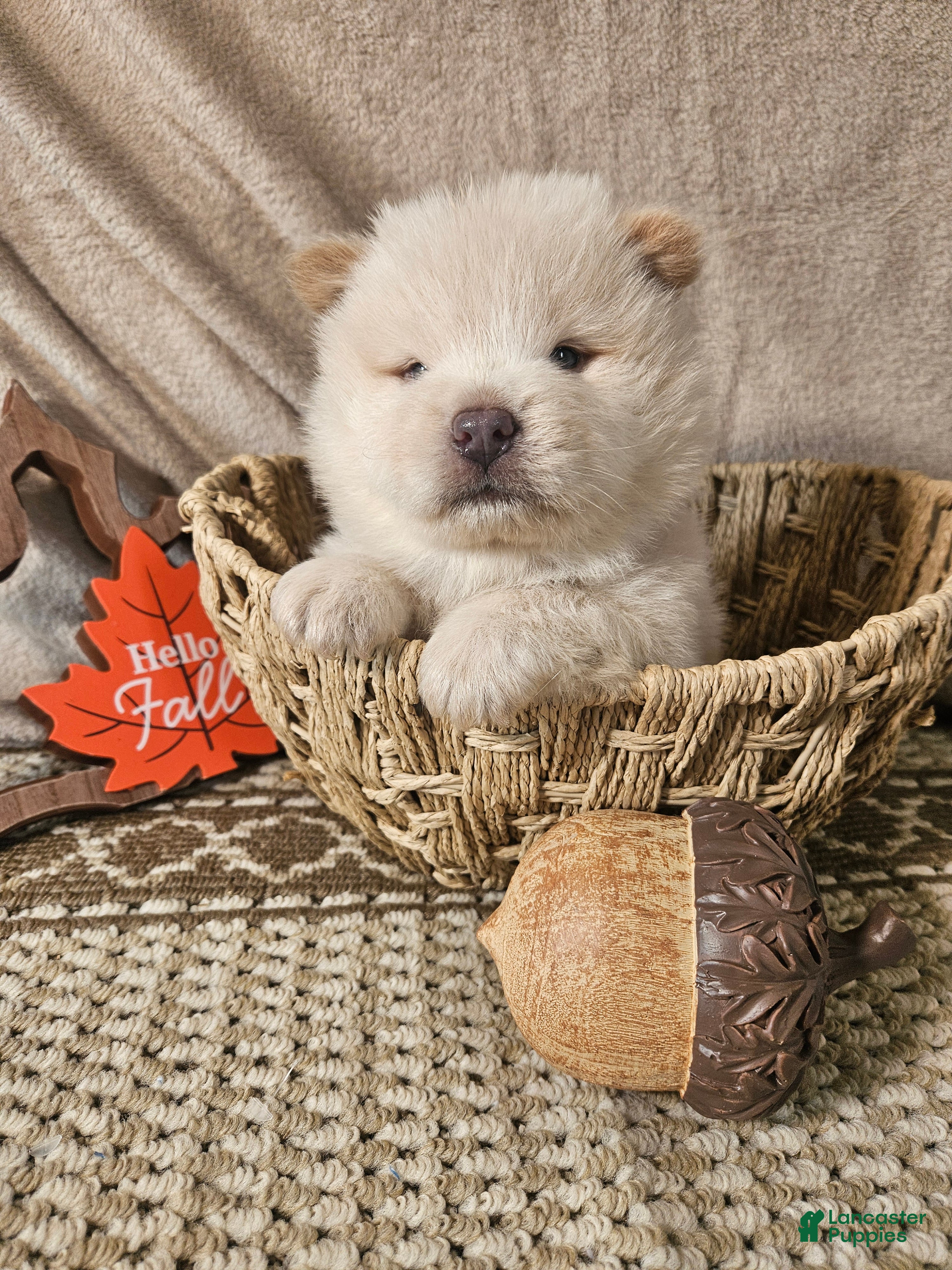 Chow Chow dogs Reserved - Ad 1