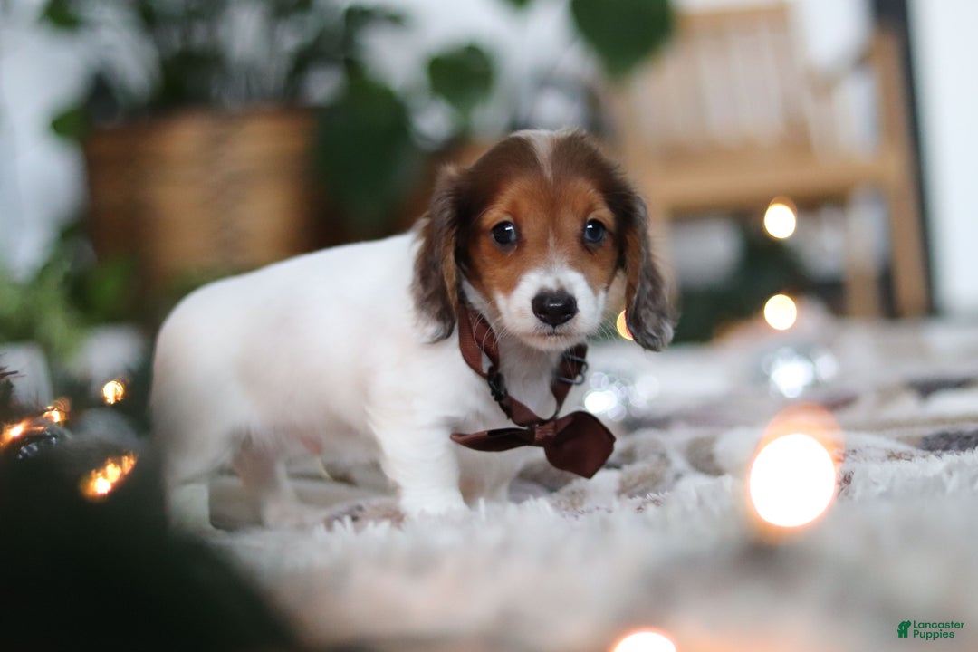 Miniature Dachshund dogs for sale: Theo - Ad 10