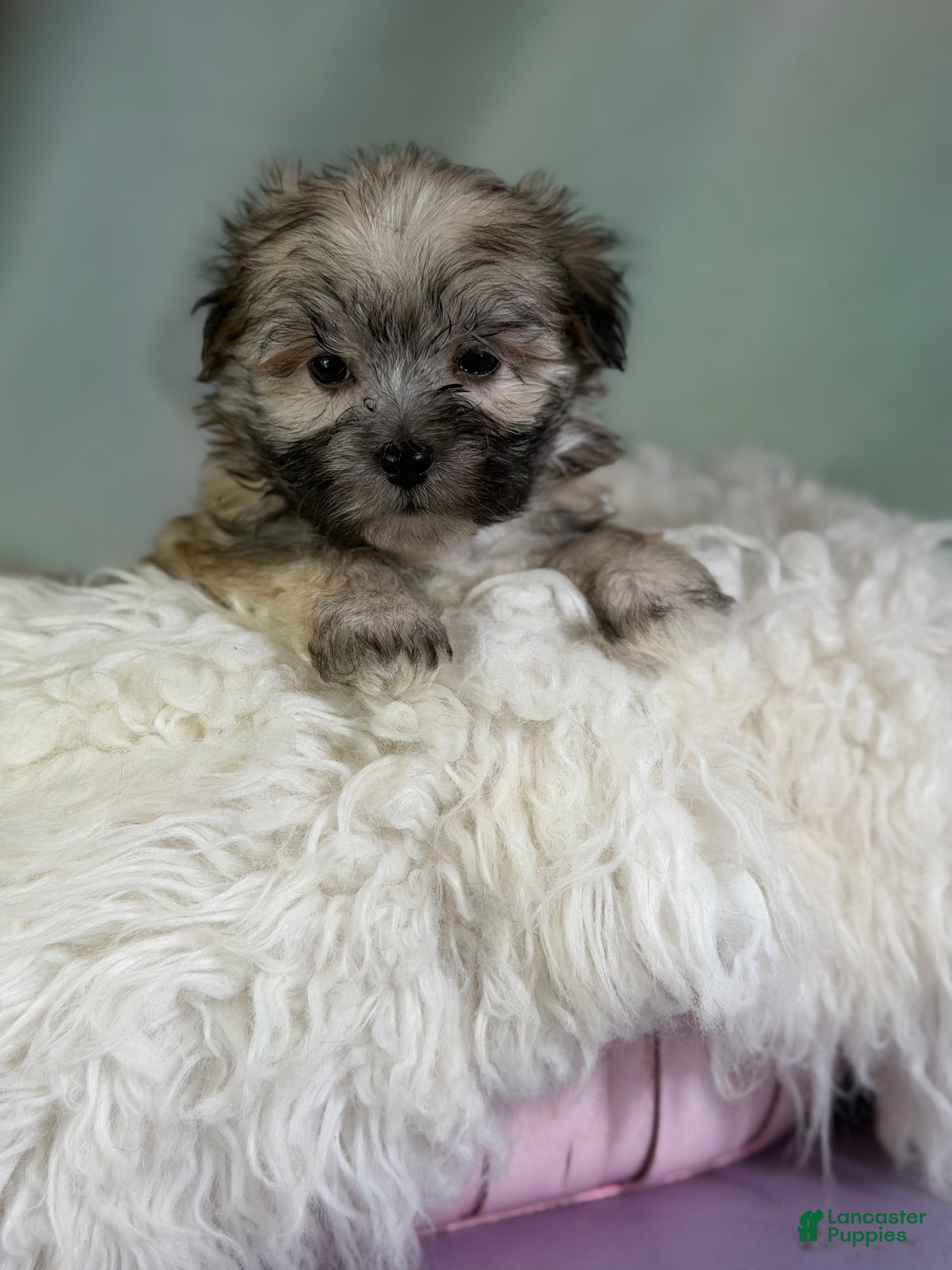 Morkie dogs Teddy - Ad 1