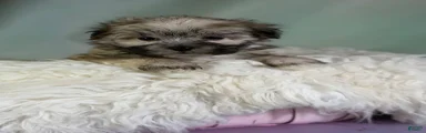 Teddy