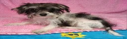 Yorkiepoo dogs for sale: Victoria Frills - Ad 8