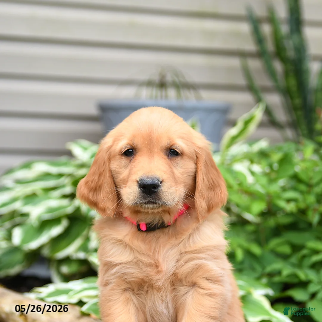 Golden Retriever dogs for sale: Gingersnap - Ad 3