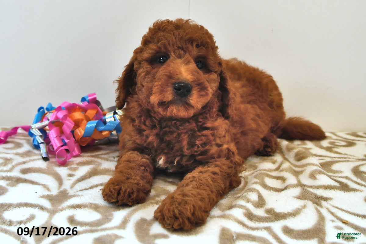 Mini Goldendoodle dogs Bentley - Ad 1