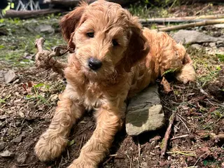 Irish Doodle dogs 🌹Rosie - Ad 9