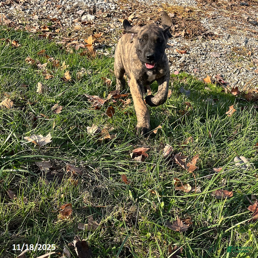 Great Dane dogs for sale: Bandit - Ad 7