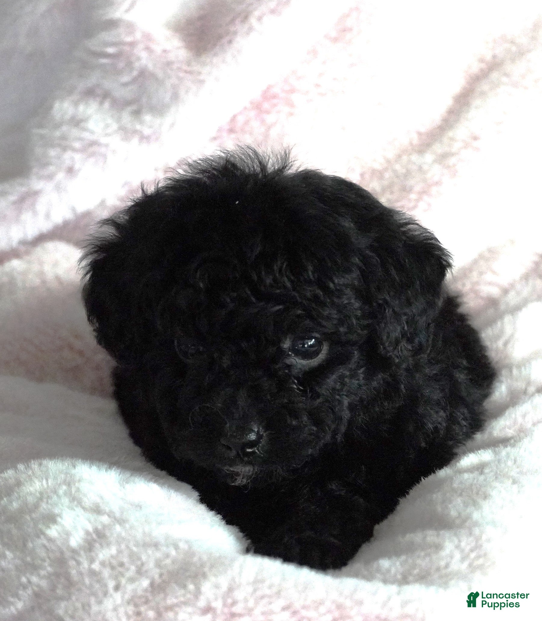 Toy Poodle dogs for sale: Black girl  - Ad 3