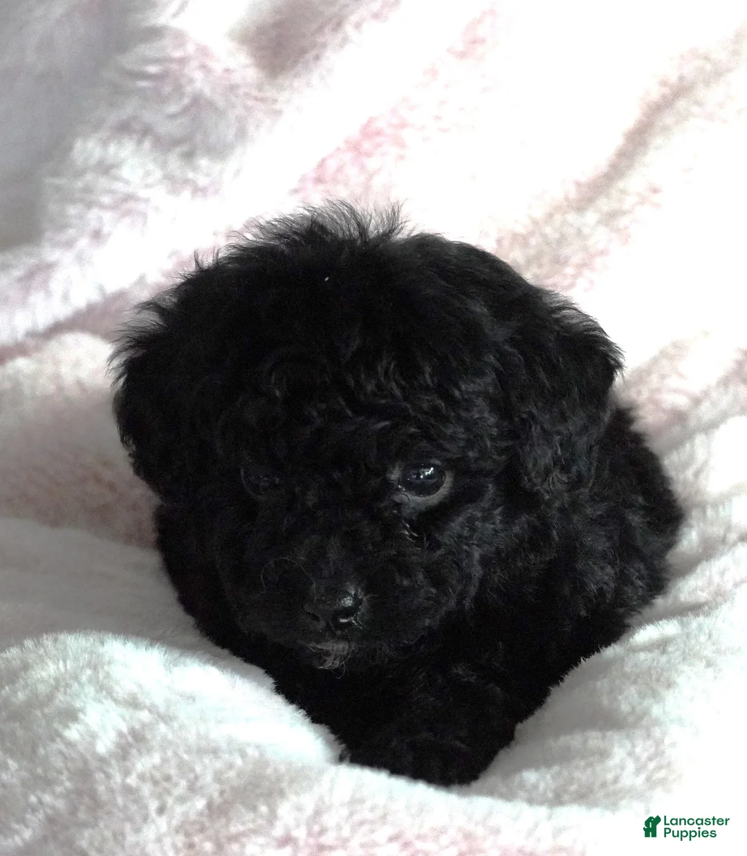 Toy Poodle dogs for sale: Black girl  - Ad 1