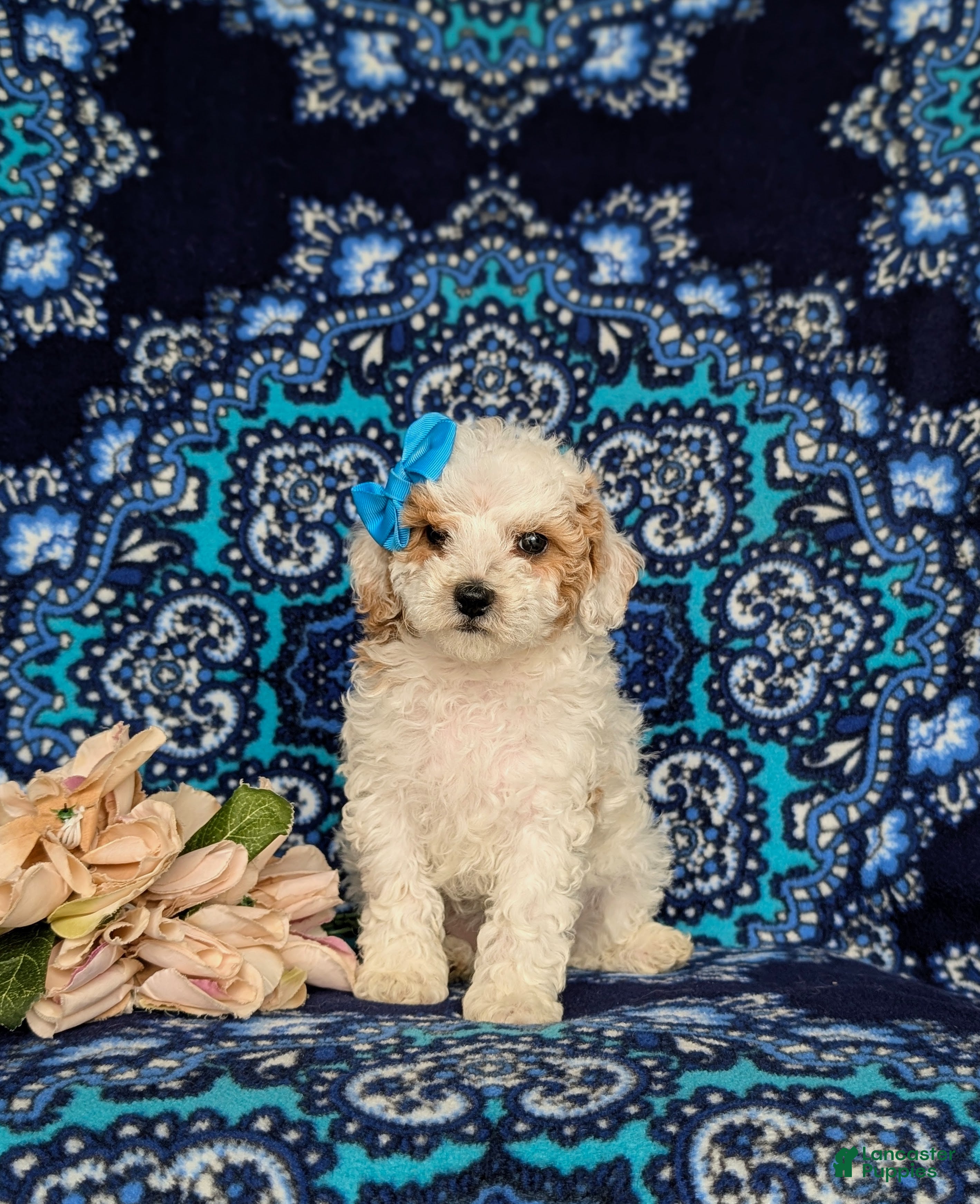 Miniature Poodle dogs for sale: Poloma - Ad 2