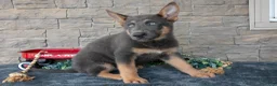 German Shepherd dogs for sale: Alana - Ad 3