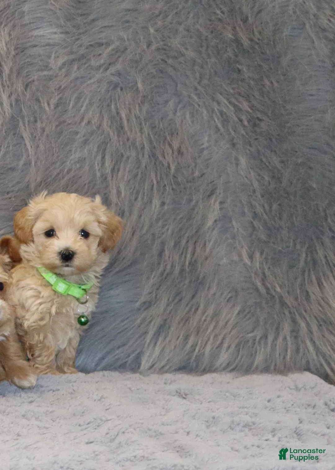 Havapoo dogs for sale: Pearl 🌷 Toy/Miniature - Ad 2