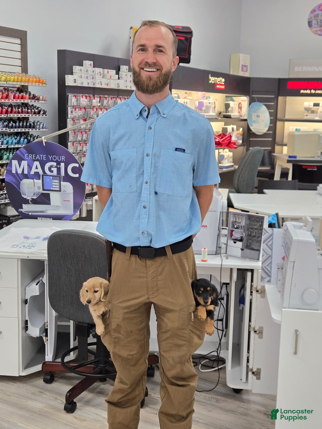 Miniature Dachshund dogs for sale: Blondie is a lil over 8 weeks and ready to go  - Ad 17