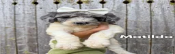 Goldendoodle dogs for sale: Matilda - Standard F1b - Ad 2