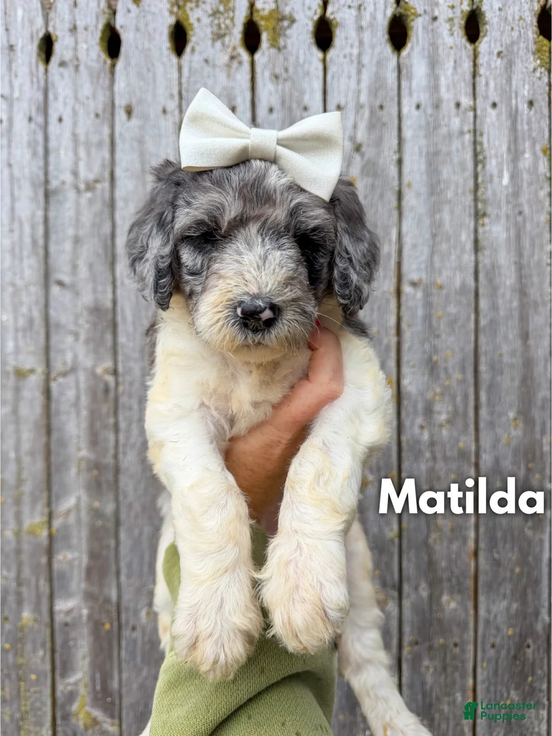 Goldendoodle dogs for sale: Matilda - Standard F1b - Ad 2