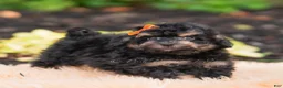 Mini Goldendoodle dogs for sale: Mushu - Ad 4