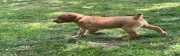 Labrador Retriever dogs for sale: Orange collar. Joe - Ad 6
