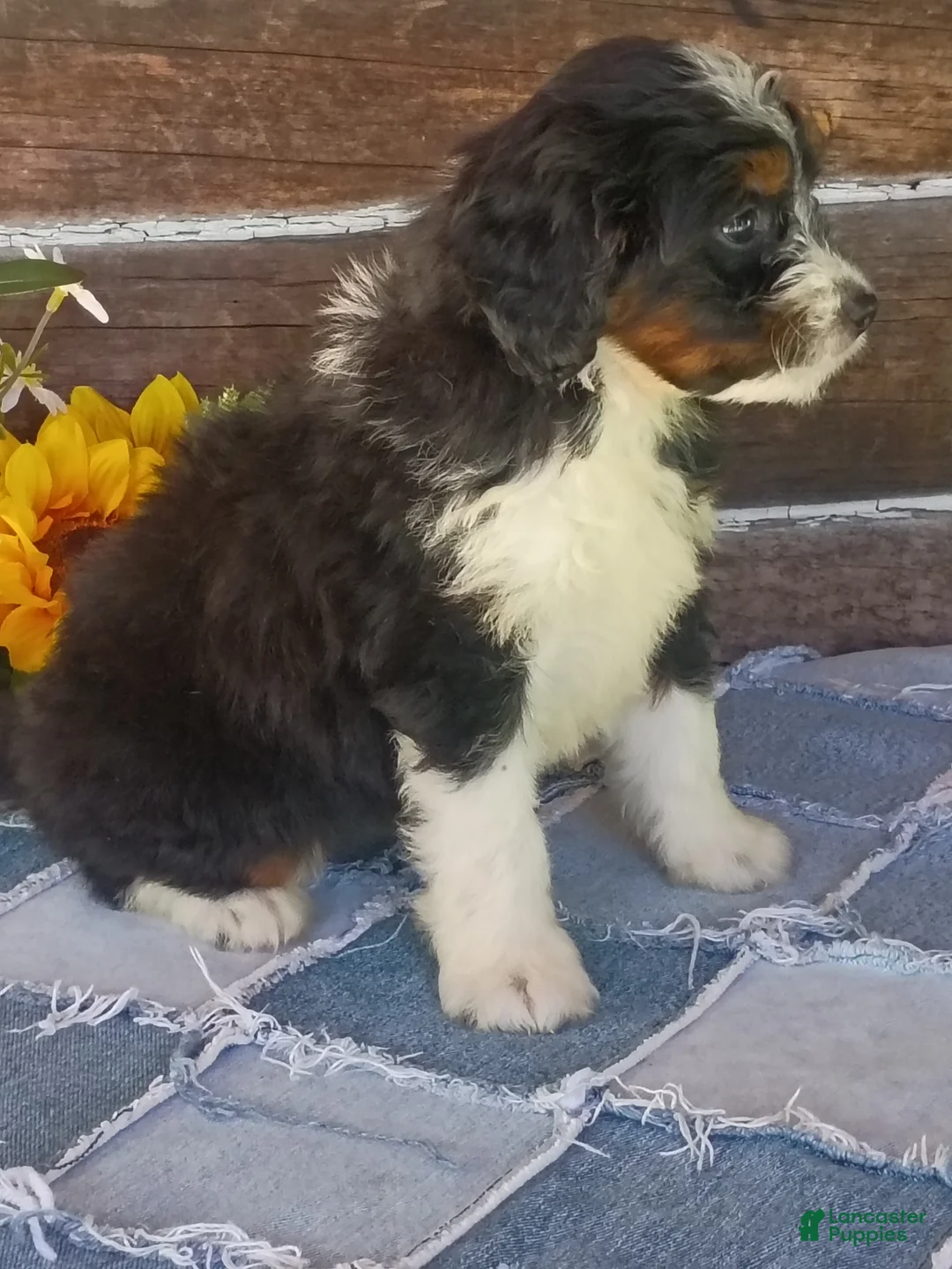Mini Bernedoodle dogs for sale: Mini Bernedoodle 9 - Ad 2