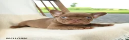 French Bulldog dogs for sale: Reese - Ad 4