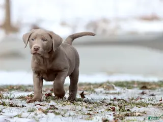 Labrador Retriever dogs Root Beer - Ad 39