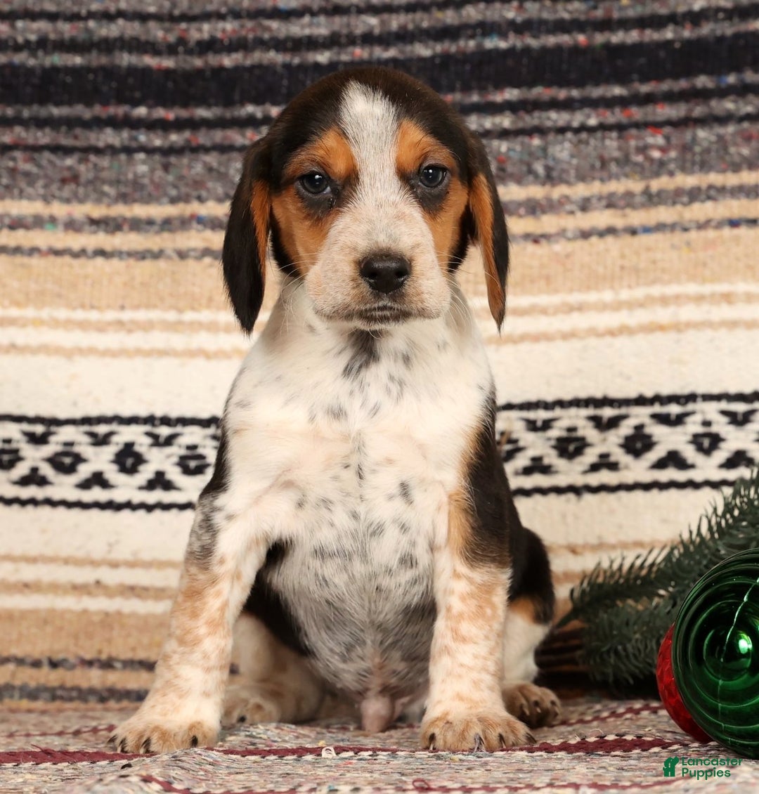 Beagle dogs for sale: Drew - Ad 1
