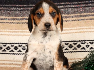 Beagle dogs Drew - Ad 3