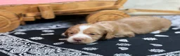 Miniature Dachshund dogs for sale: SILKY  Red/cream girl - Ad 16