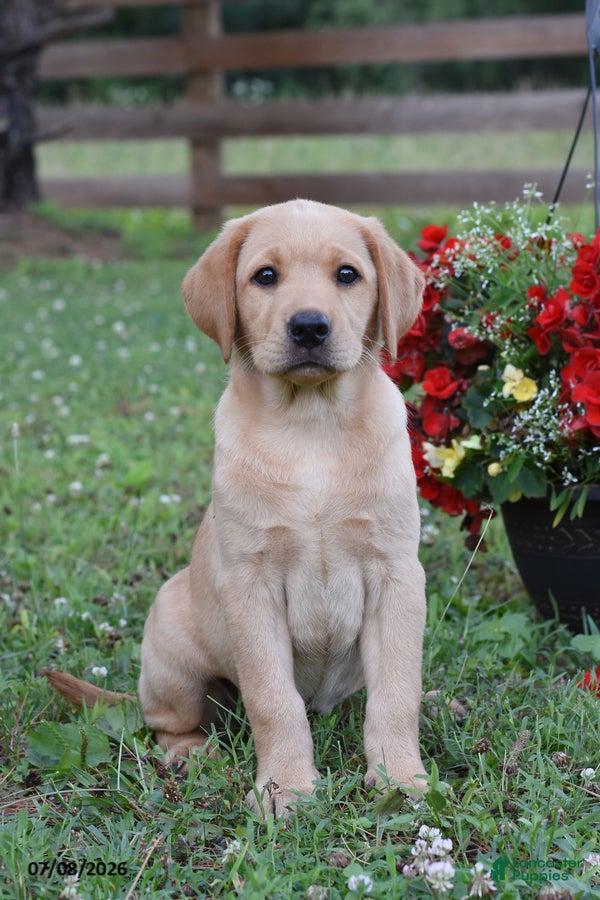 Labrador Retriever dogs Maddie - Ad 1