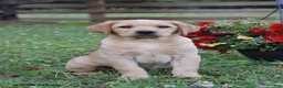 Labrador Retriever dogs for sale: Maddie - Ad 1
