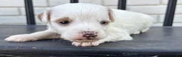 Mini Goldendoodle dogs for sale: Mascarpone - Ad 2