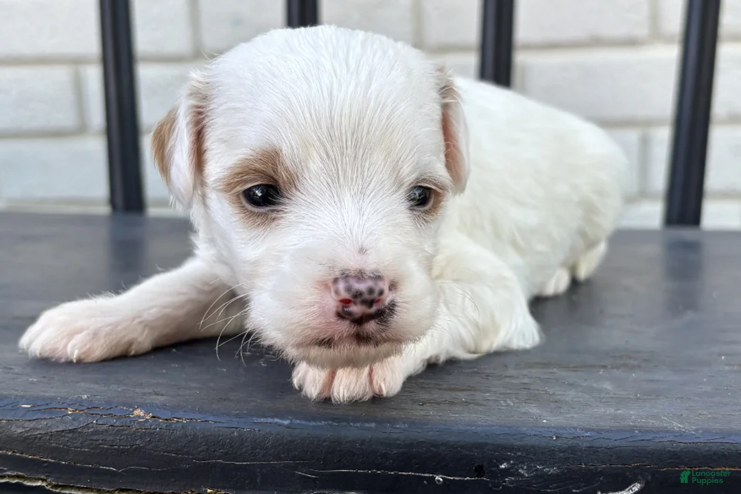 Mini Goldendoodle dogs for sale: Mascarpone - Ad 2