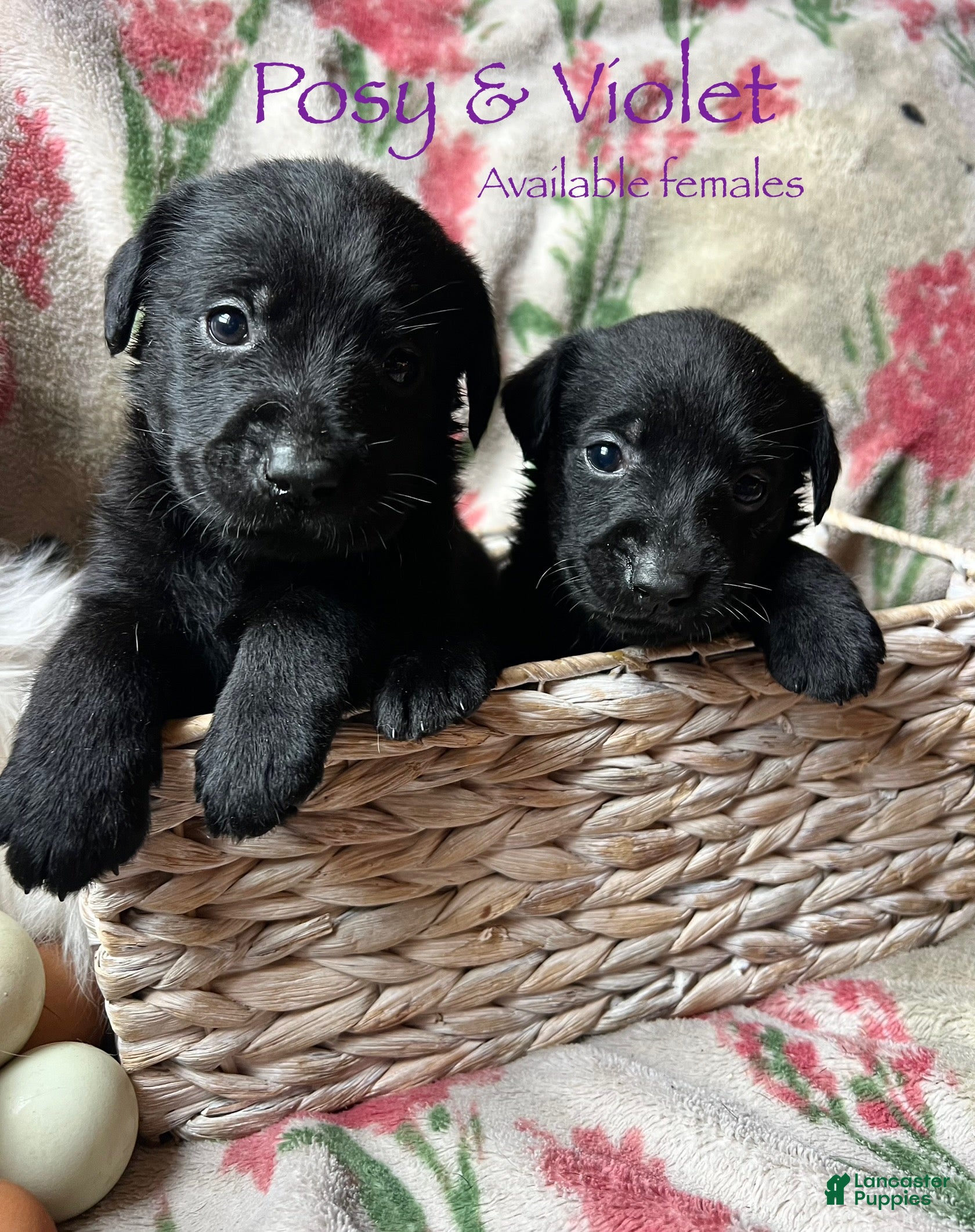 Labrador Retriever dogs Violet - Ad 7