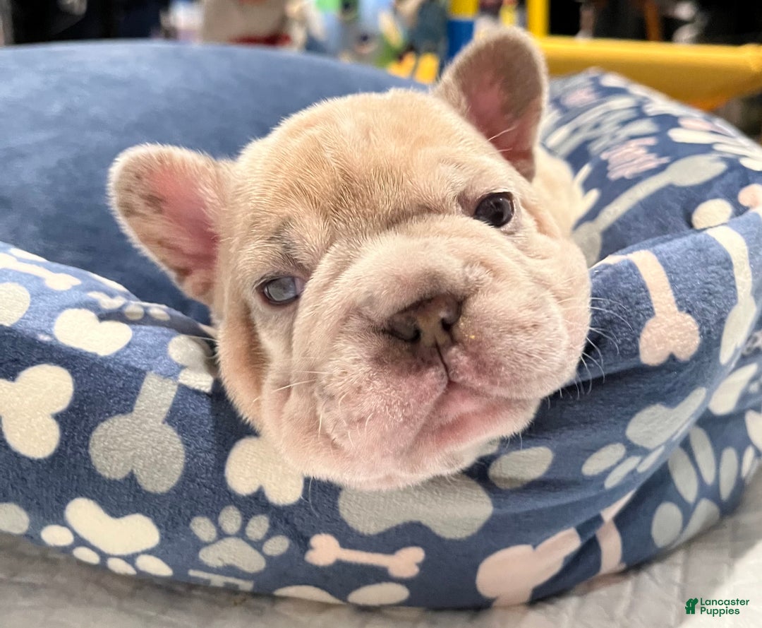 French Bulldog dogs for sale: French Bulldog Puppy 5 - Ad 3