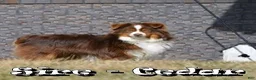 Miniature Australian Shepherd dogs for sale: Fifi - Ad 11